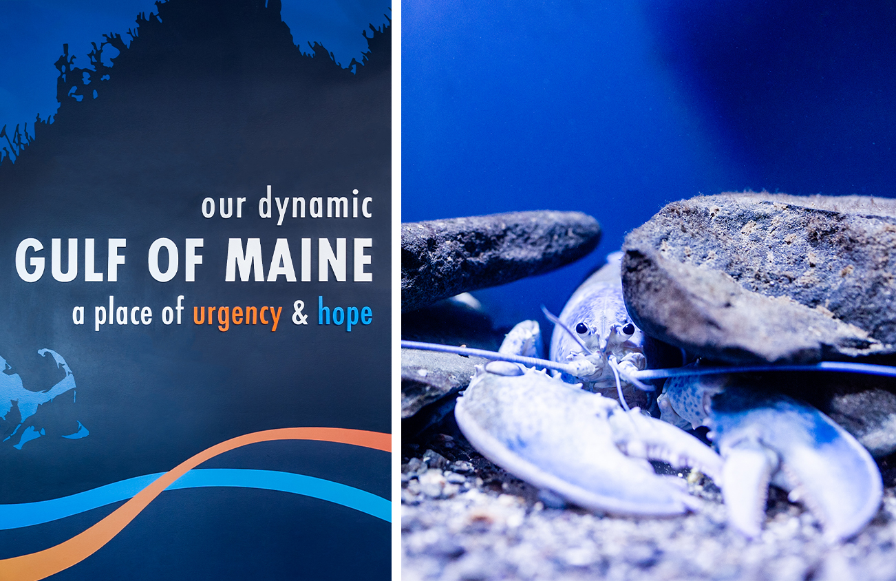 Our Dynamic Gulf of Maine A Place of Urgency and Hope